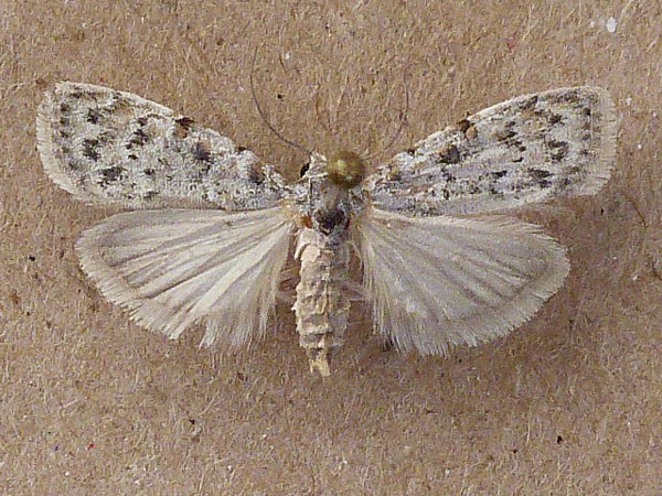 /filer/webapps/moths/media/images/P/phaeocraspis_Nola_A_Butler.jpg