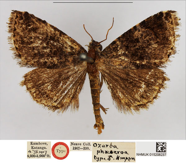 /filer/webapps/moths/media/images/P/phaeocroa_Ozarba_HT_NHMUK.jpg