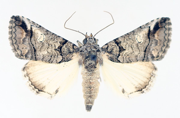 /filer/webapps/moths/media/images/P/phaeocyma_Tytroca_AF_TMSA_01.jpg