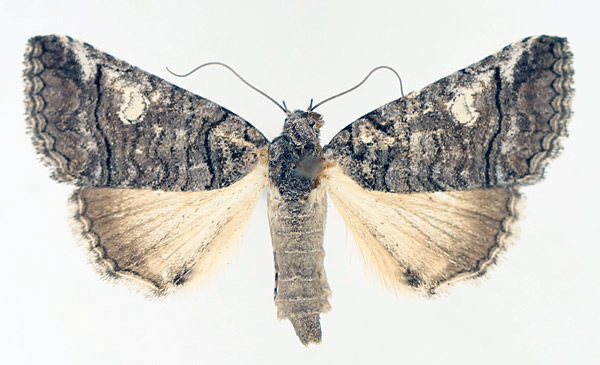 /filer/webapps/moths/media/images/P/phaeocyma_Tytroca_AF_TMSA_02.jpg