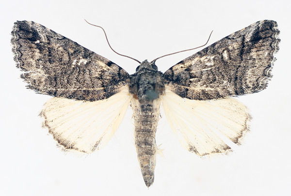 /filer/webapps/moths/media/images/P/phaeocyma_Tytroca_AM_TMSA_01.jpg