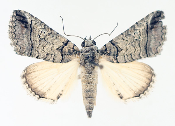 /filer/webapps/moths/media/images/P/phaeocyma_Tytroca_AM_TMSA_02.jpg