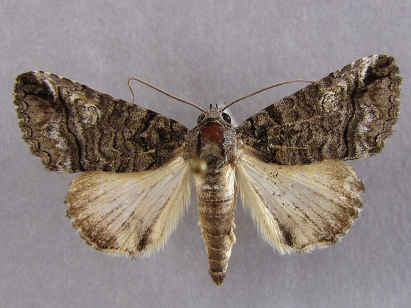 /filer/webapps/moths/media/images/P/phaeocyma_Tytroca_A_Baron_01.jpg