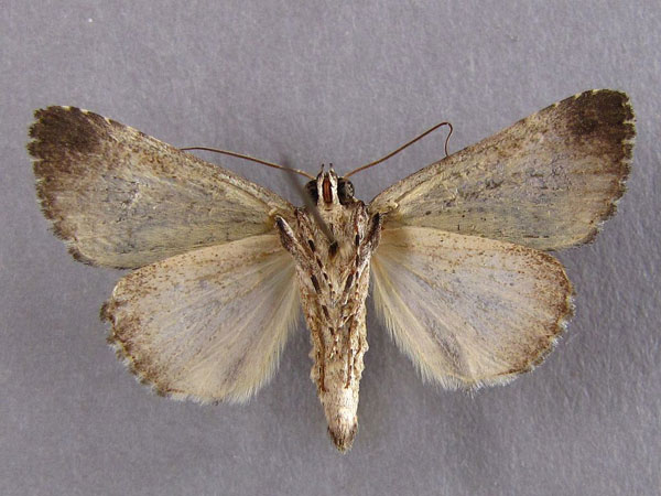 /filer/webapps/moths/media/images/P/phaeocyma_Tytroca_A_Baron_02.jpg