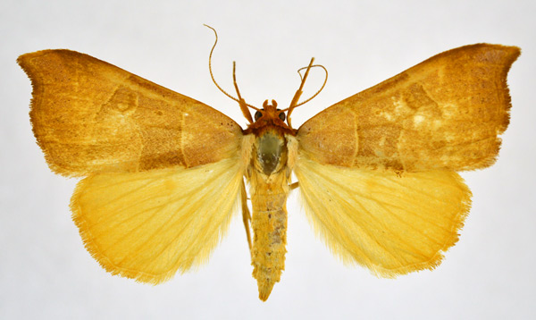 /filer/webapps/moths/media/images/P/phaeodonta_Marcipa_AF_NHMO.jpg