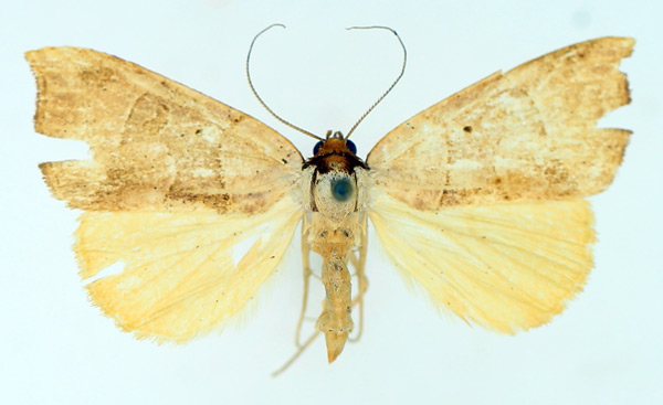 /filer/webapps/moths/media/images/P/phaeodonta_Marcipa_AF_TMSA_01.jpg