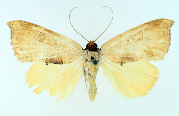 /filer/webapps/moths/media/images/P/phaeodonta_Marcipa_AF_TMSA_02.jpg