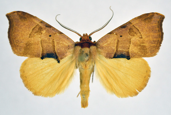 /filer/webapps/moths/media/images/P/phaeodonta_Marcipa_AM_NHMO.jpg