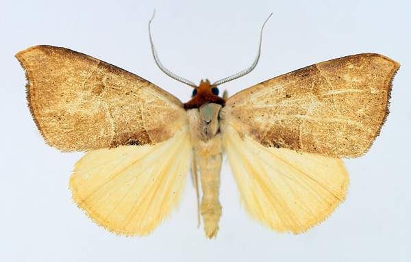 /filer/webapps/moths/media/images/P/phaeodonta_Marcipa_AM_TMSA_01.jpg