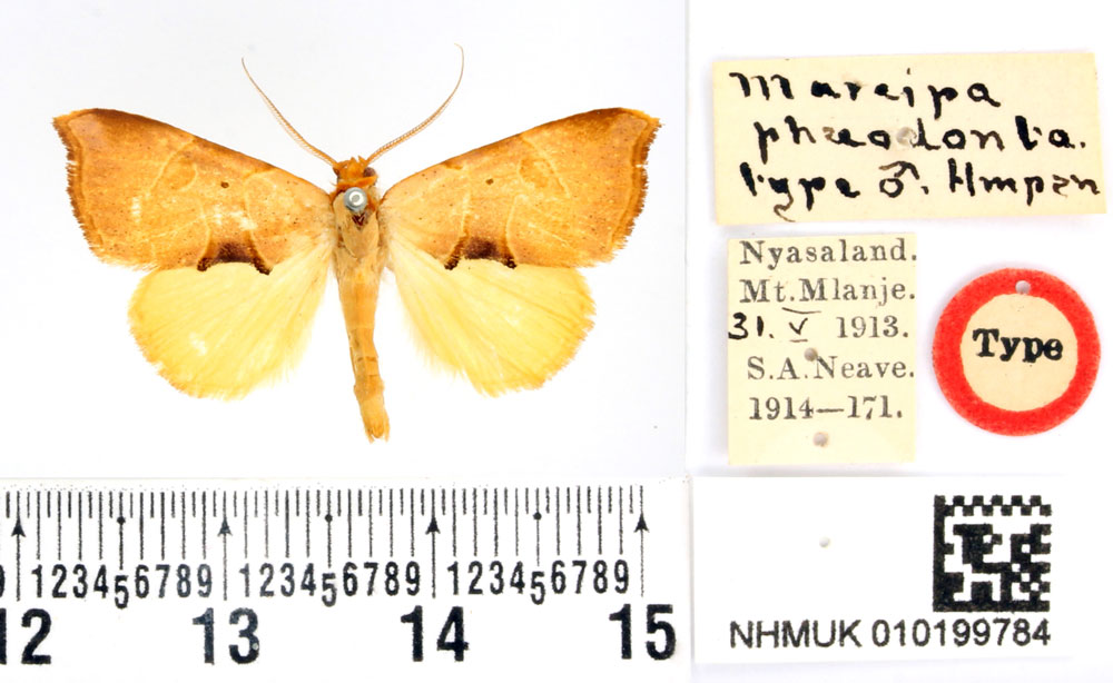 /filer/webapps/moths/media/images/P/phaeodonta_Marcipa_HT_BMNH.jpg