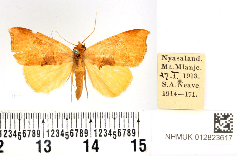 /filer/webapps/moths/media/images/P/phaeodonta_Marcipa_PTF_BMNH.jpg