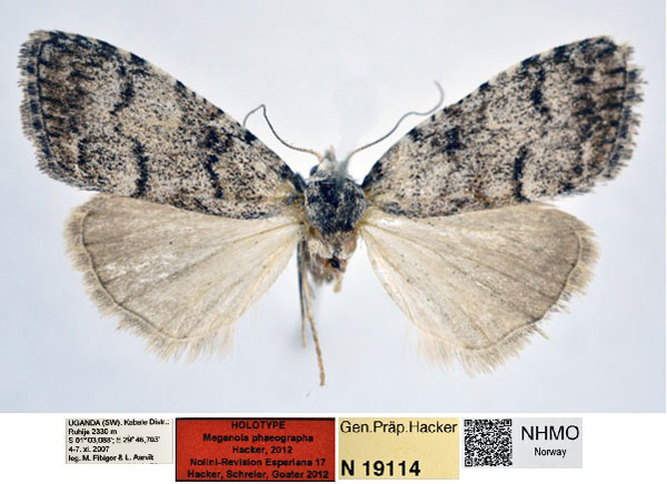/filer/webapps/moths/media/images/P/phaeographa_Meganola_HT_NHMO_MzEXHPz.jpg