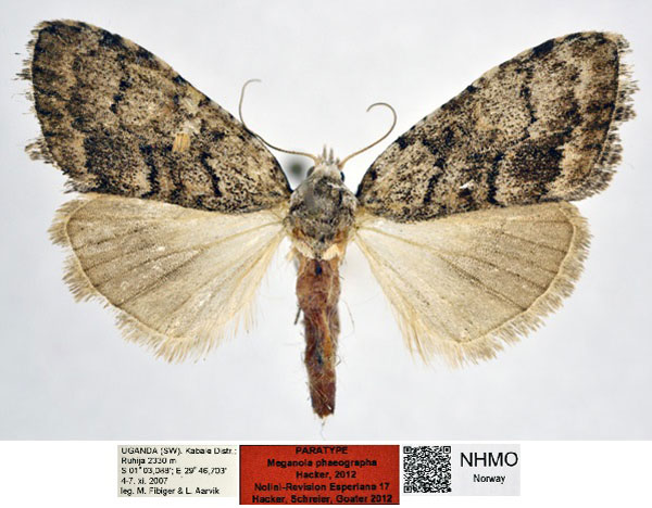 /filer/webapps/moths/media/images/P/phaeographa_Meganola_PT_NHMO_Jec7ihs.jpg