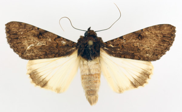 /filer/webapps/moths/media/images/P/phaeoleuca_Ulotrichopus_AF_TMSA_01.jpg