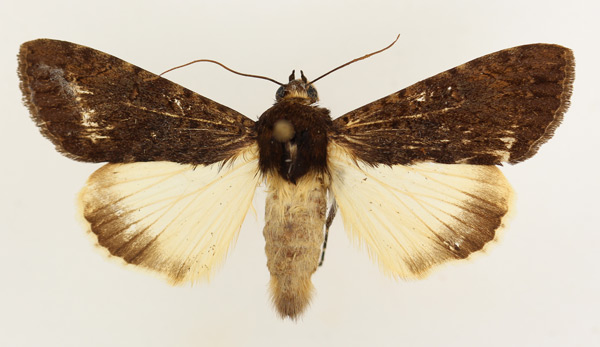 /filer/webapps/moths/media/images/P/phaeoleuca_Ulotrichopus_AF_TMSA_02.jpg