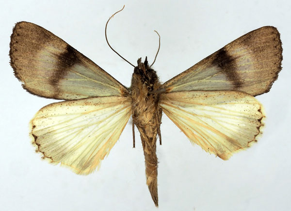 /filer/webapps/moths/media/images/P/phaeoleuca_Ulotrichopus_AM_Basquinb.jpg