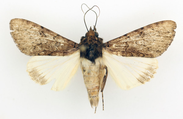 /filer/webapps/moths/media/images/P/phaeoleuca_Ulotrichopus_AM_TMSA_01.jpg