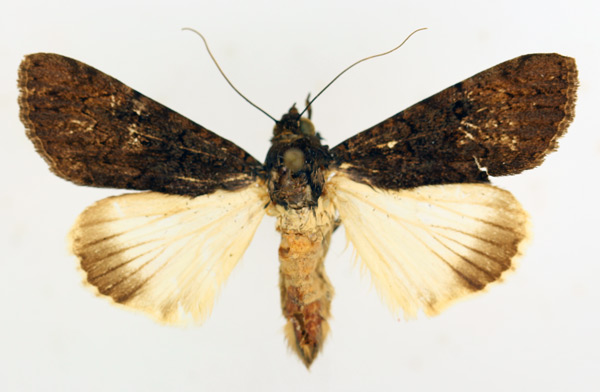 /filer/webapps/moths/media/images/P/phaeoleuca_Ulotrichopus_AM_TMSA_02.jpg