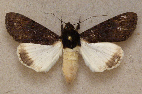 /filer/webapps/moths/media/images/P/phaeoleuca_Ulotrichopus_A_Butler.jpg