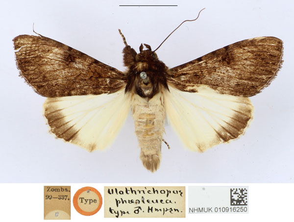 /filer/webapps/moths/media/images/P/phaeoleuca_Ulotrichopus_HT_NHMUK.jpg