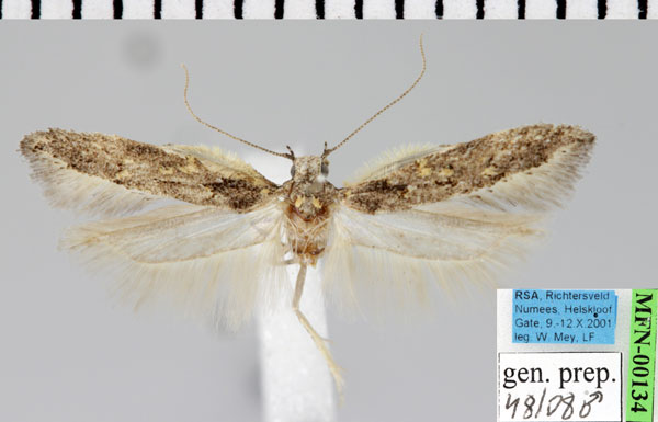 /filer/webapps/moths/media/images/P/phaeomacula_Neotelphusa_AM_ZMHB.jpg