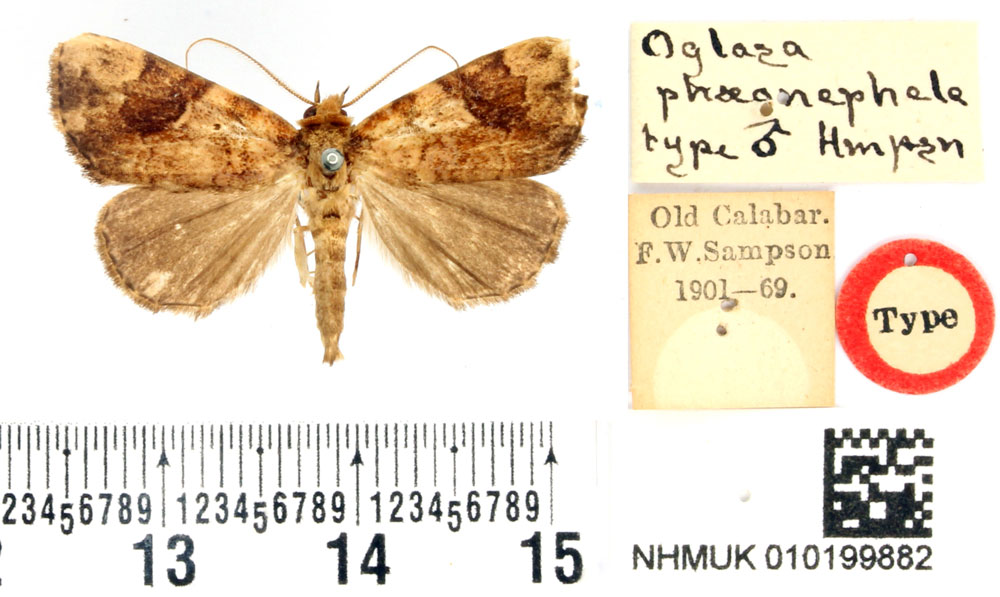 /filer/webapps/moths/media/images/P/phaeonephele_Oglasa_HT_BMNH.jpg