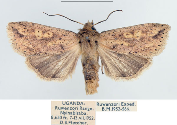 /filer/webapps/moths/media/images/P/phaeopasta_Mythimna_AM_BMNH_01.jpg