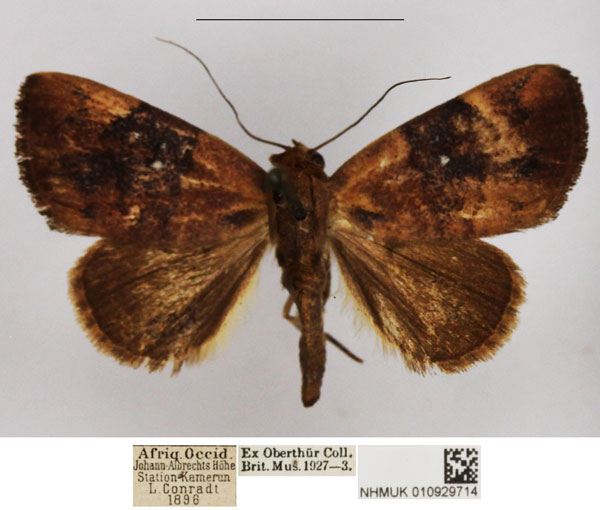 /filer/webapps/moths/media/images/P/phaeopepla_Negeta_AF_NHMUK.jpg