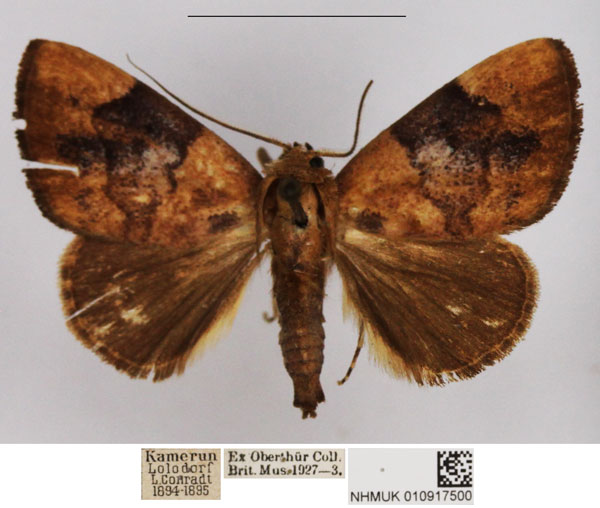 /filer/webapps/moths/media/images/P/phaeopepla_Negeta_AM_NHMUK.jpg