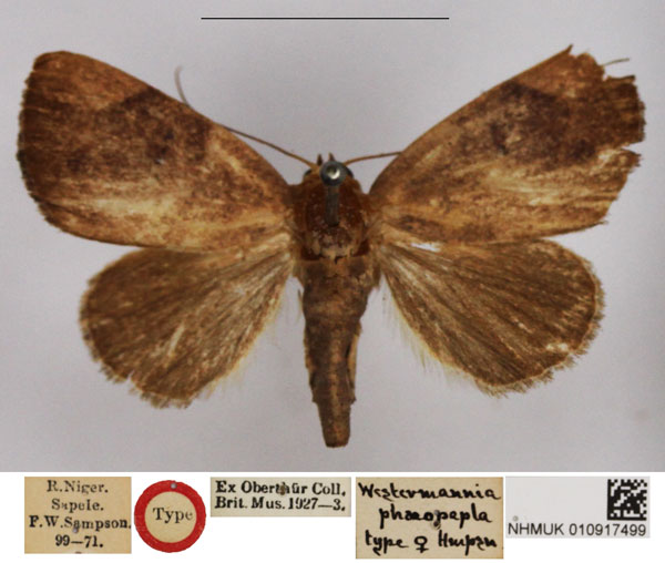 /filer/webapps/moths/media/images/P/phaeopepla_Westermannia_HT_NHMUK.jpg