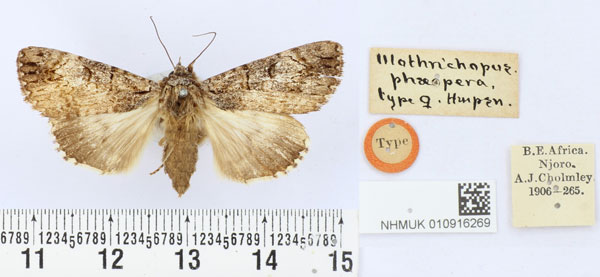 /filer/webapps/moths/media/images/P/phaeopera_Ulotrichopus_HT_BMNH.jpg