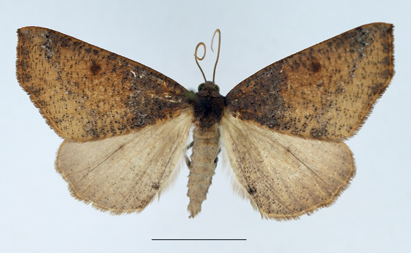 /filer/webapps/moths/media/images/P/phaeopis_Pareclipsis_AF_TMSA.jpg