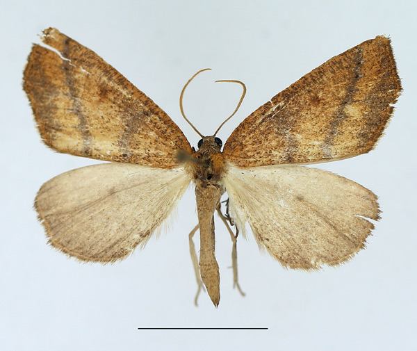 /filer/webapps/moths/media/images/P/phaeopis_Pareclipsis_AM_TMSA.jpg