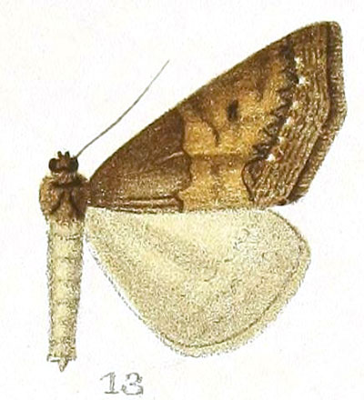 /filer/webapps/moths/media/images/P/phaeopis_Pareclipsis_HT_Prout_1-13.jpg