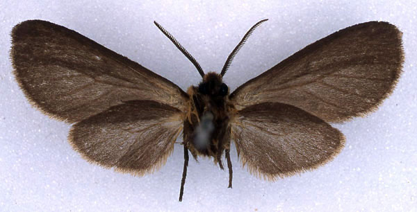 /filer/webapps/moths/media/images/P/phaeoptera_Metarctia_HT_BMNH_02.jpg