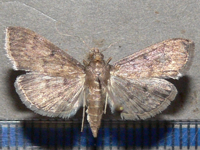 /filer/webapps/moths/media/images/P/phaeopteralis_Herpetogramma_AF_Goff_05.jpg