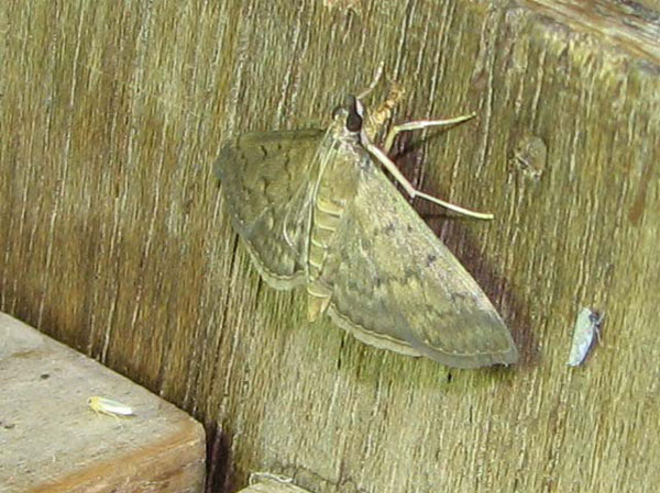 /filer/webapps/moths/media/images/P/phaeopteralis_Herpetogramma_A_Goff_01.jpg