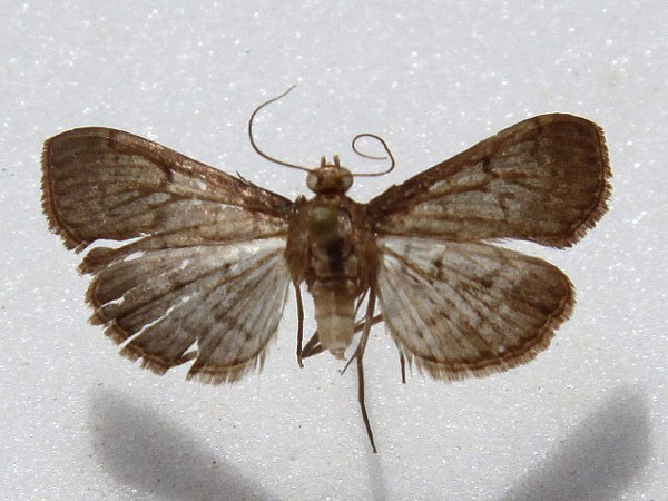 /filer/webapps/moths/media/images/P/phaeopteralis_Herpetogramma_A_Goff_02.jpg