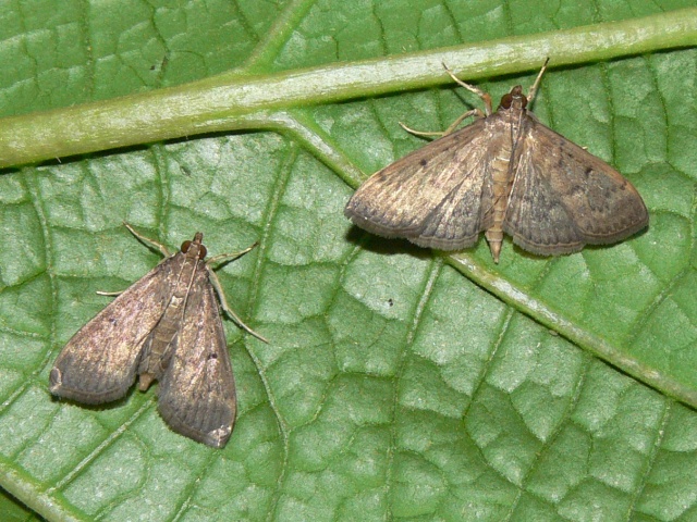 /filer/webapps/moths/media/images/P/phaeopteralis_Herpetogramma_A_Goff_03.jpg