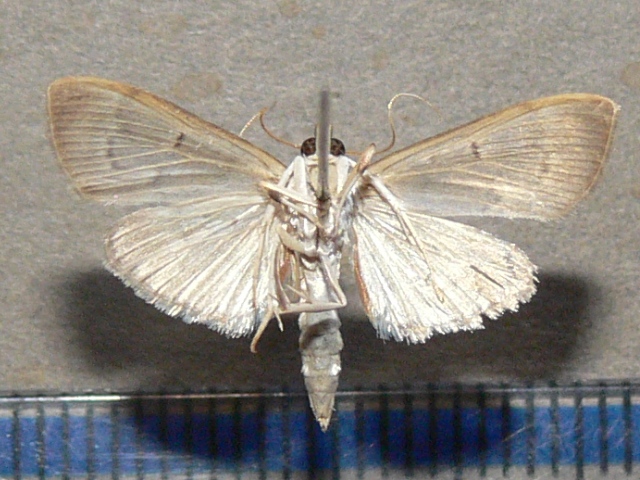 /filer/webapps/moths/media/images/P/phaeopteralis_Herpetogramma_A_Goffb_04.jpg