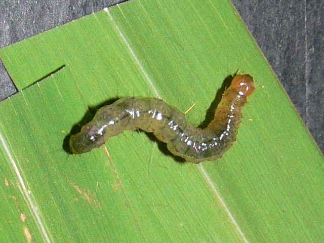 /filer/webapps/moths/media/images/P/phaeopteralis_Herpetogramma_C_Goff_03.jpg