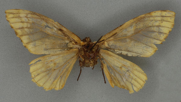 /filer/webapps/moths/media/images/P/phaeosericea_Dasychira_HT_NHMUKb.jpg