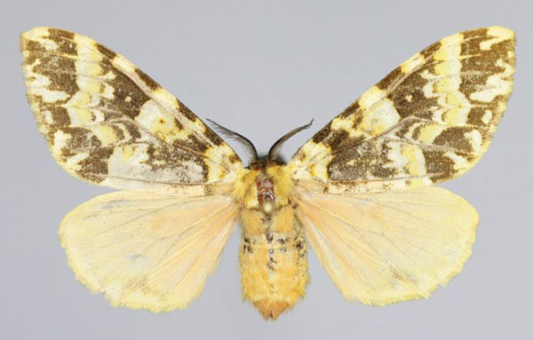 /filer/webapps/moths/media/images/P/phaeosericea_Lymantica_AF_Collector.jpg
