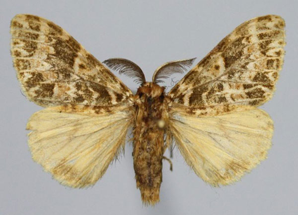 /filer/webapps/moths/media/images/P/phaeosericea_Lymantica_AM_Golovizin.jpg