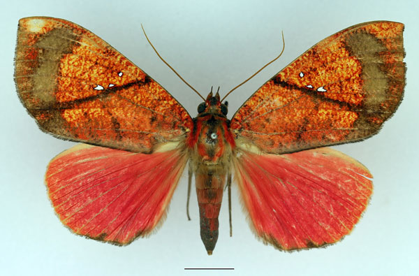 /filer/webapps/moths/media/images/P/phaeosoma_Miniodes_AF_Basquin_01.jpg