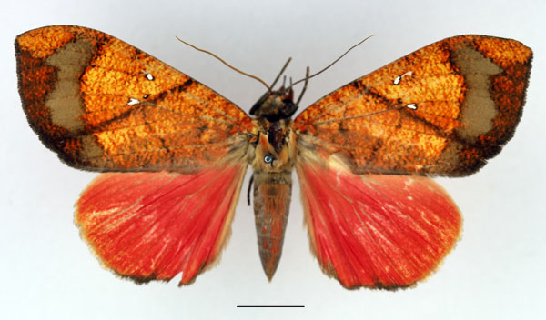 /filer/webapps/moths/media/images/P/phaeosoma_Miniodes_AF_Basquin_02.jpg