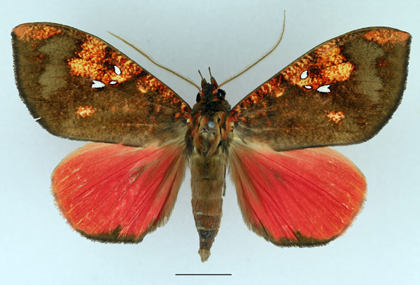 /filer/webapps/moths/media/images/P/phaeosoma_Miniodes_AM_Basquin_02.jpg