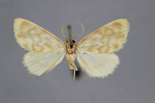 /filer/webapps/moths/media/images/P/phaeosticta_Asura_HT_BMNH.jpg