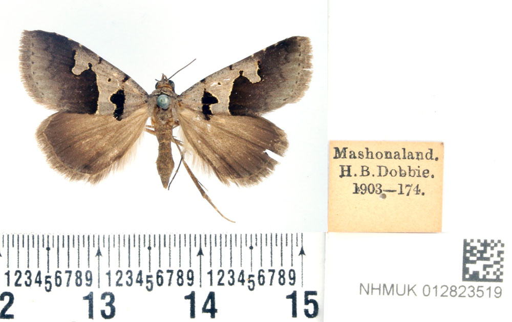 /filer/webapps/moths/media/images/P/phaeotermesia_Anoba_PTF_BMNH.jpg