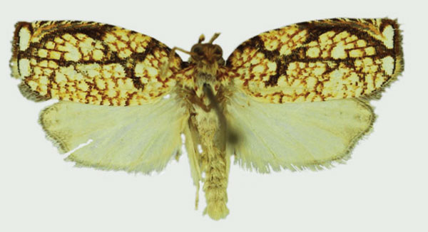 /filer/webapps/moths/media/images/P/phaetusa_Gnathodracon_HT_Karisch.jpg